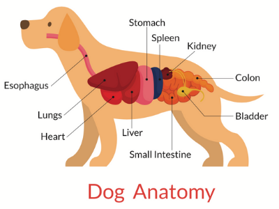 Treatment for hotsell dog bloated stomach